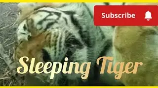 SASHA THE TIGER AT THE HOGLE ZOO, #tiger #animals #sleep #jungle  #japan  @UtahsHogleZoo
