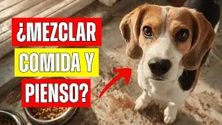 ¿Se Puede Mezclar Comida Natural con Pienso Seco?