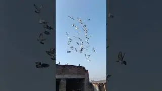 Dr.Loft Home breed @UmarsaeedAfridi-o6r #pigeon #birds