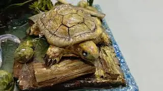 Making A Swamp Diorama With A Yellow Mud Turtle & Swamp Eel