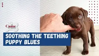 Relief for Teething Puppy