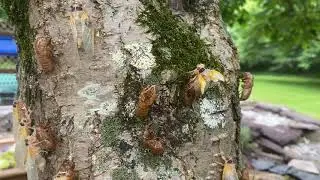 Cicadas 2021