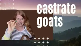 WHEN to Castrate a Goat--IMPORTANT Details