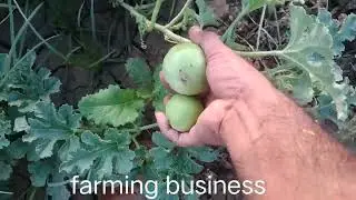 tinde 😀 farming || keti badi #farming #tinde #agriculture