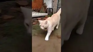 The catwalk in action #elmocat #cat #cats #shorts #funny