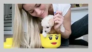 Putting doggy in things | iJustine