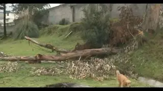 Autoridades dejan árboles talados en parque de ciudadela Quito Sur obstruyendo paso de peatones