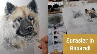 Back in my art studio - Eurasier portrait in watercolor