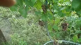Виноград гриф и свенсон ред(сигналки)на 29.0718г