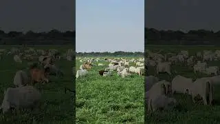 642 animales en 3.1 hect&aacute;reas