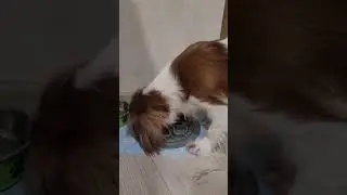 Факт №3: кавалеры склонны к набору веса #dog #кавалеркингчарльзспаниель #dogfacts #dogshorts #lily