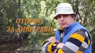 Отново за гъби манатарки.