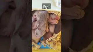 syrian hamster babies Day 1 to 11 #hamsters #hamsterbabies #asmr #subscribe #youtube #short
