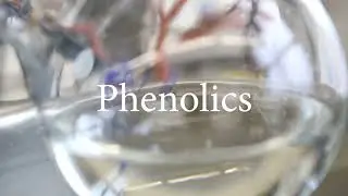 Phenolics Found In Red Maple Leaves