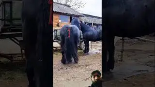 biggest healthy black horse riding training zuljinah horse #horseridingschool #horse #horsetraining