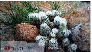 Настройте заставку на Android TV &mdash; Projectivy Launcher