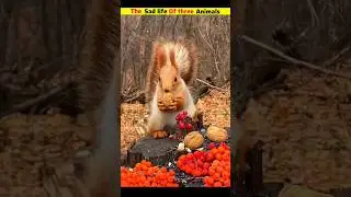 The Sad Life Stories of Three Animals 😢 | #shorts #shortvideo #shortsfeed #trending #animals #facts