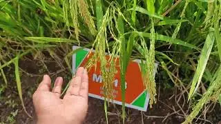 Hybrid Paddy- MC13 (TATA Dhanya Hybrid Paddy) highest Production in 105 Days.