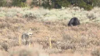 Grizzly Bear and Mollies Wolf Pack in Yellowstone