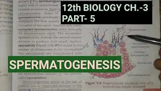 Class 12 biology chapter 3,part 5 ||gametogenesis||spermatogenesis||Study with farru