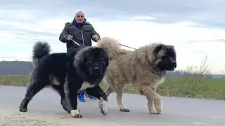 Who let the dogs out - Big dogs in the nature.