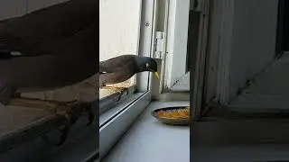 Meeting birds and fruits on the windowsill.. #shorts