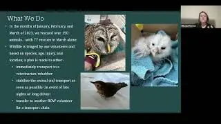 Rescuing Ocala's Wildlife - By Mikayla Frierson of ROW