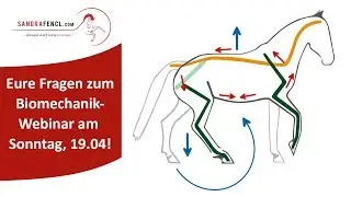 👉 Eure Fragen & Dein Video zum Pferde-Biomechanik-Webinar mit Sandra Fencl 🐎