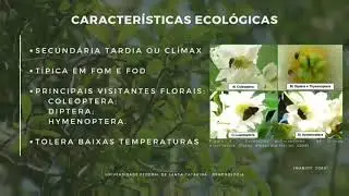 Drimys brasiliensis