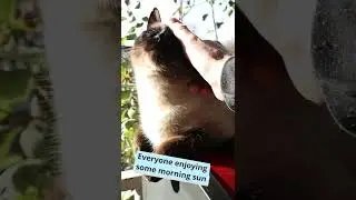 Cats Sleeping in the Sun how you know it's Winter