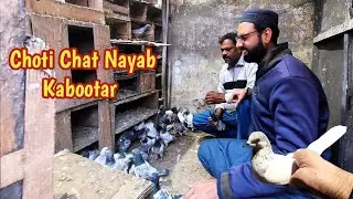 Visit Rana Bhai Pigeon Loft | Sath Nayab Kabootar Ka Shok | Hashim Mahmood Pigeons 