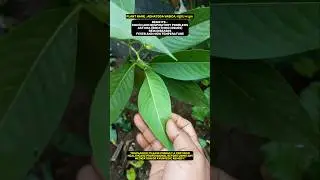 Grow adusha | meditation ayurvedic plant of garden #shorts