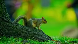 Squirrel - Valley Stream State Park