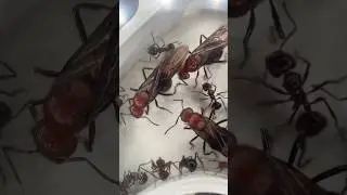 Que vont devenir mes princesses fourmis ?