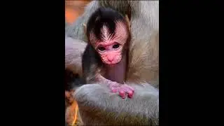 AW 2026, Adorable Mommy With Baby #wildlifeentertainment #babymonkeys #entertaininganimals #animals