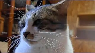 おこげまる待ち猫部屋ライブ(ФωФ)💚～ラフランス組～