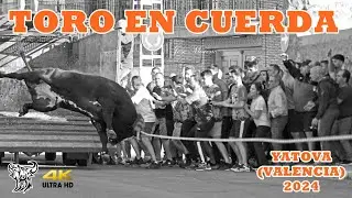 YATOVA (V) 2024 - UHD 4K 2 TOROS EN CUERDA GANADERÍA LA PALOMA