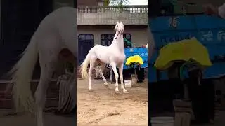 Marwari Stallion Horse 🐎#trending #viral #horse #marwari #stallion #pakistan #animals #mandi #horses