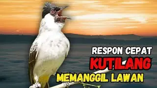 Suara Burung Kutilang Gacor Memanggil Temannya Agar Ikut Bunyi Garuda