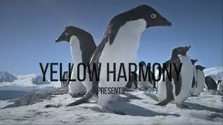 [Antarctica] Relaxing Zen Music 24/7, Stress Relief, Sleep Music, Meditation Music, Sleep Music