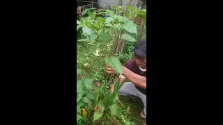 unique skills of caring for chili trees without any hassle #propagate #chill