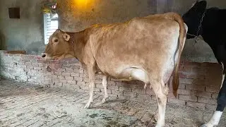75082-88756,  ਜਰਸੀ ਗਾ ਸੇਲ ਪਿੰਡ ਸਹਿਣਾ ਬਰਨਾਲਾ