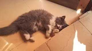 My Cat's Story Of Adoption ~ Cutest Cat Breed In The World ~ Funny Cat Videos Of 2025