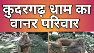 Monkey family in natural habitats#Kudargarh Dham