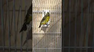 تغريد ياسمين موزمبيق                                                Serinus mozambicus