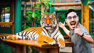 Finding Tiger Challenge in Jungle Will we be able to find the tiger Unexpected Happened