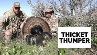 Utah Turkey Hunting THICK COVER!