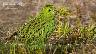 Ground Parrot Sounds - Melodic whistling calls at dusk in Tasmania