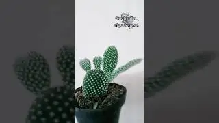 plaga 😰🌿 #plantas #plantlady #cactus #suculentas #candybu #plantasdeinterior #planttips #plaga