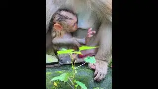 Reject milk from Luna while wet baby Lynx Do Hunger #babymonkey